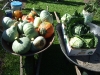 Bethel squash harvest August 2012
