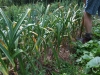 garlic-harvest-2011