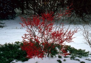 Winterberry-Holly