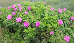 Rosa Rugosa after pruning