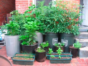 Container-gardening-container-vegetable-garden