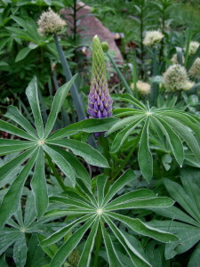 Lupine getting ready to bloom