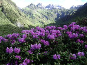 Rhodies in bloom against a Bhutan mountainscape.